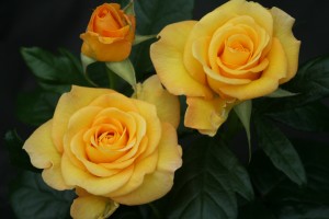 HAPPY GOLDEN WEDDING (floribunda)